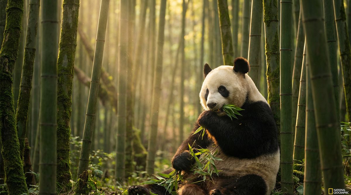 玩物社区动物写真视频社区